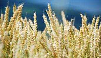Anzeige: DR. GRANDEL Vollgran Weizenkeime – die wertvolle Spermidin-Quelle aus der Natur